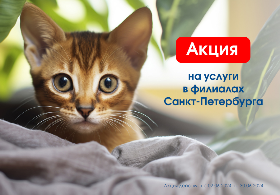 akciya-na-kastraciyu-i-sterilizaciyu-iyun
