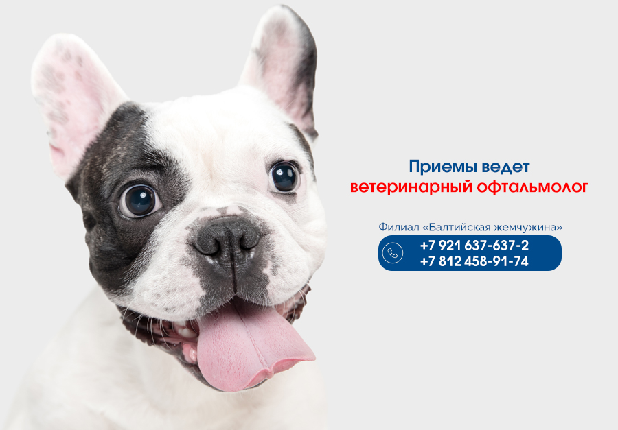 priemy-vedet-veterinarnyy-oftalmolog