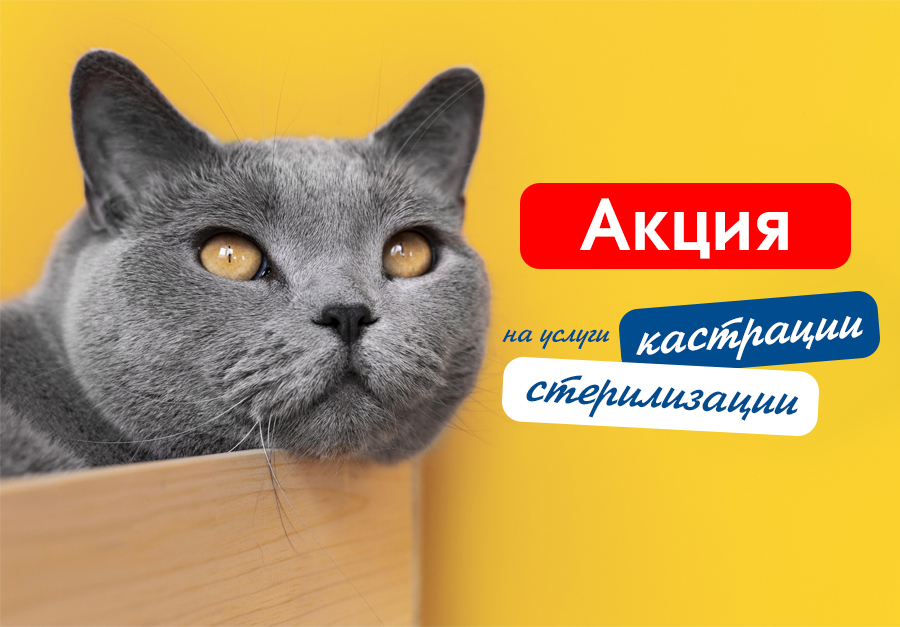 akciya-na-uslugi-kastracii-i-sterilizacii-spb-2